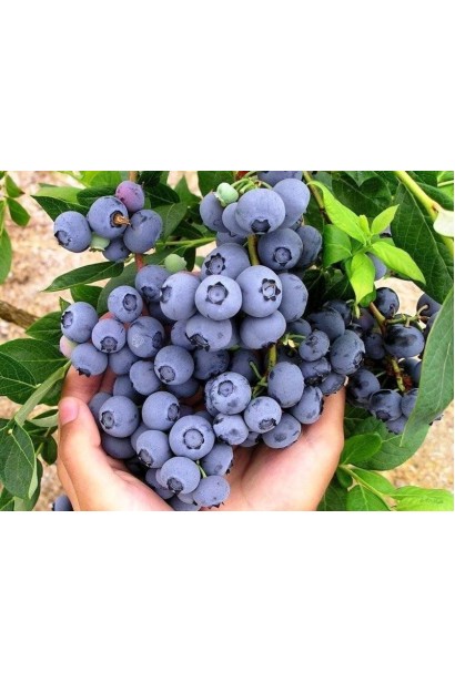 Лохина високоросла Елізабет